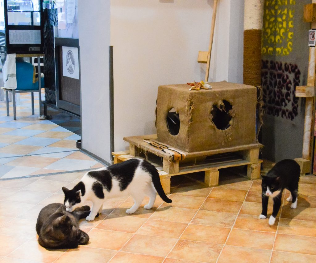 Inside the Cat Cafe