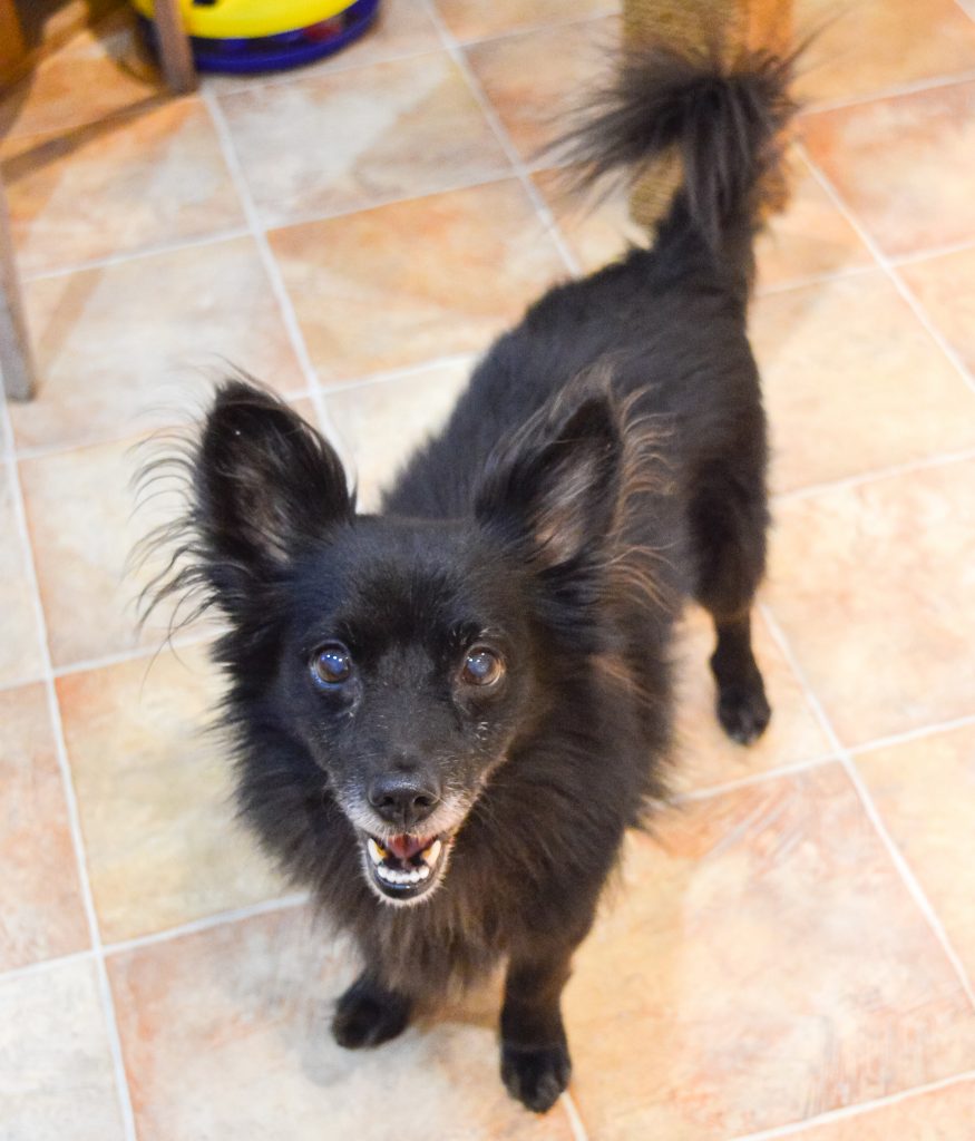 BenDr - the resident dog at the Cat Cafe