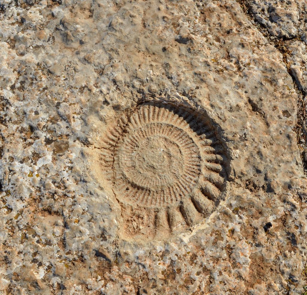 ammonite fossil