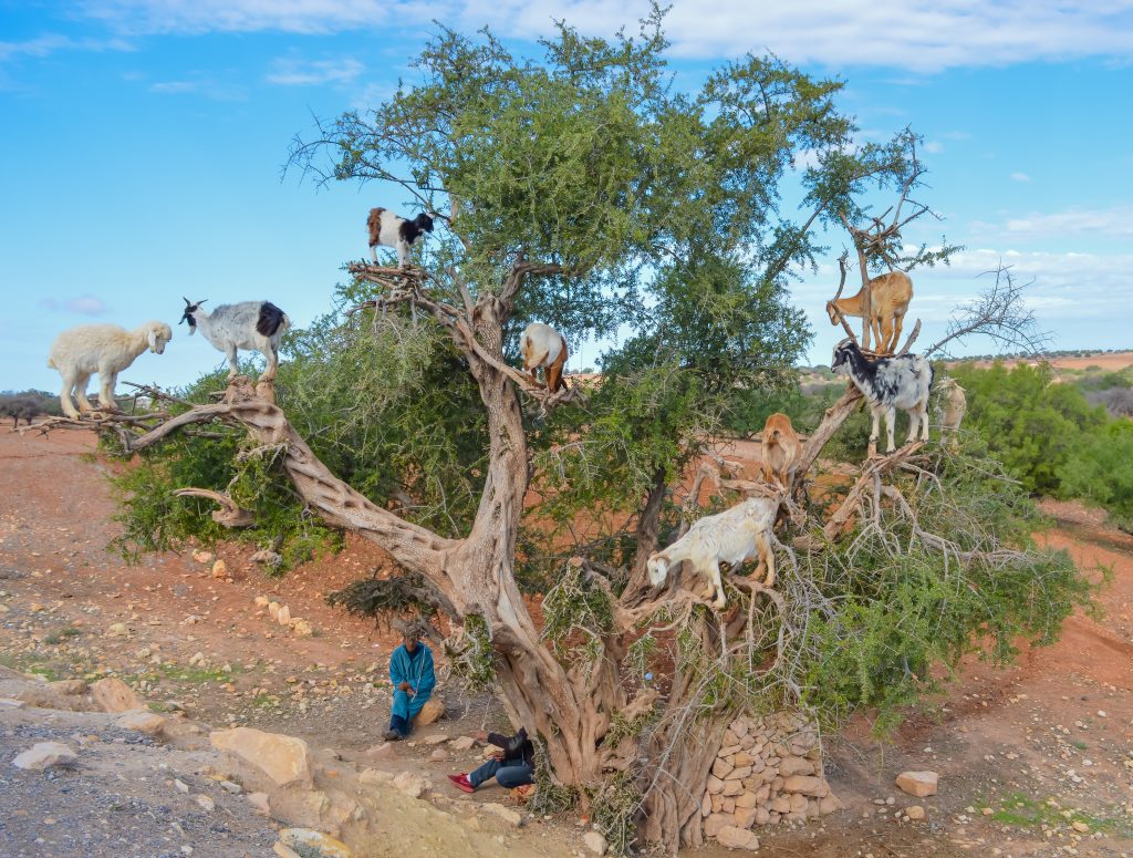 Goats in trees Essaouira Morocco