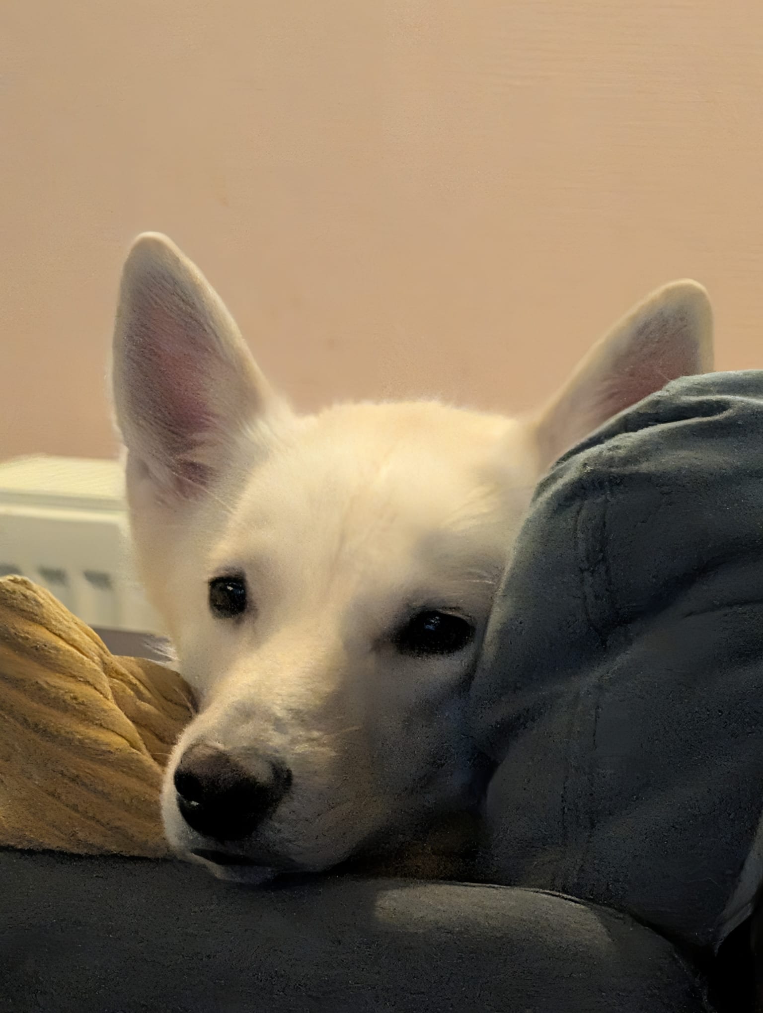 White husky resting against a visitor indoors